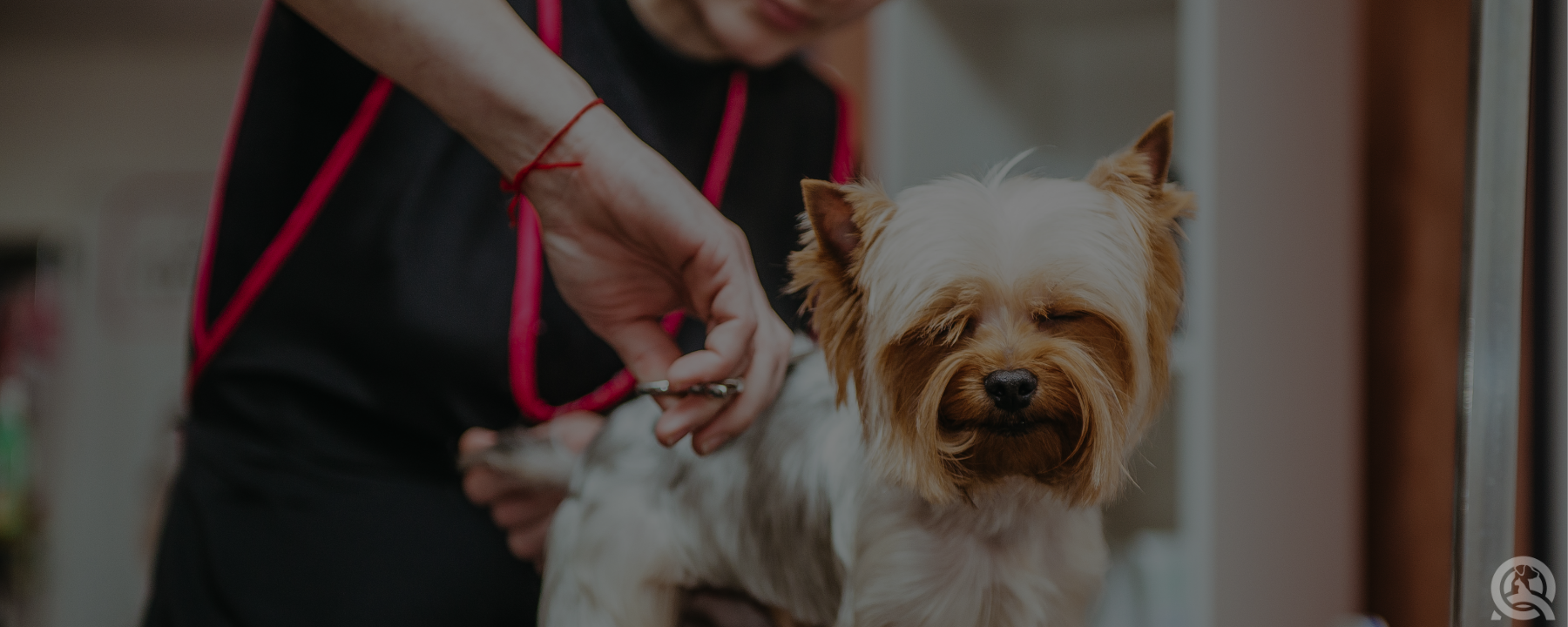 Building Your Dog Grooming Kit: Spend VS. Save
