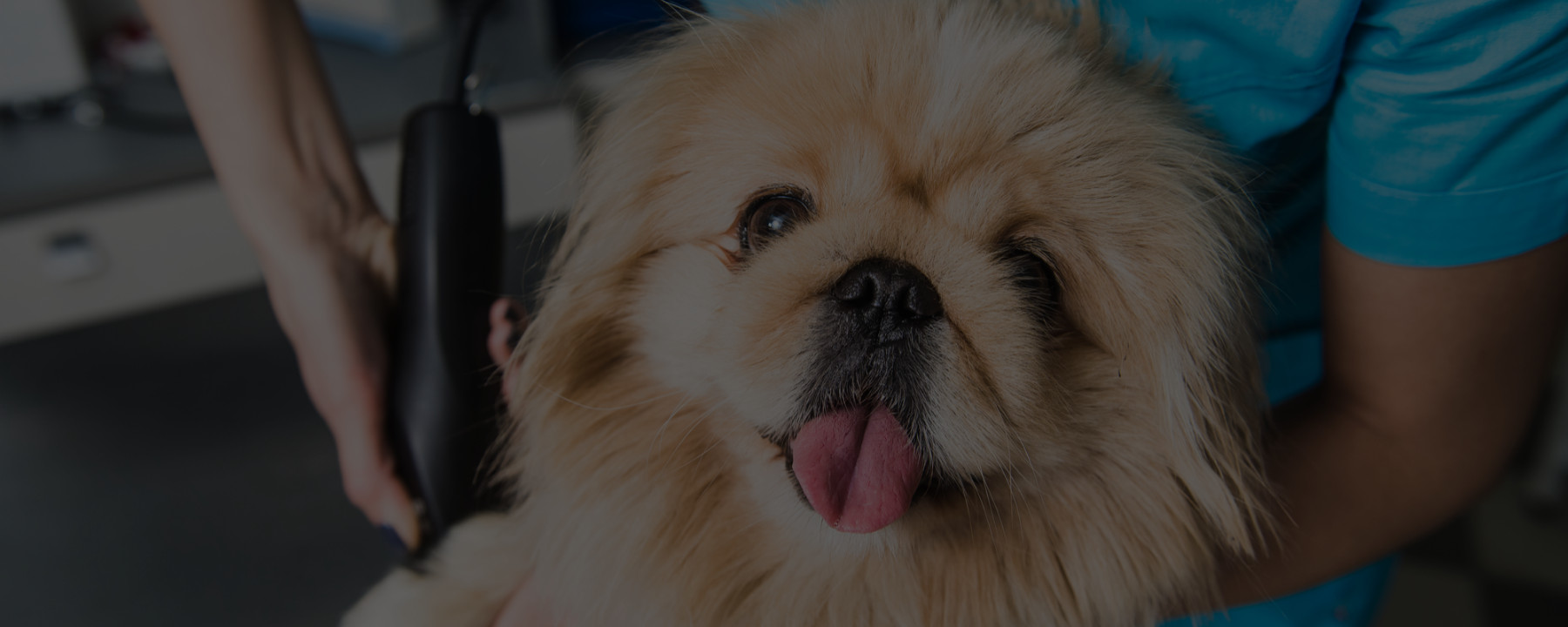 How to Choose a Dog Grooming School QC Pet Studies