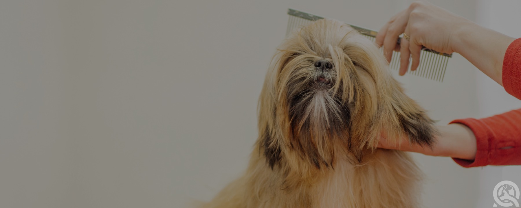 6 Associations Every Certified Dog Groomer Should Join