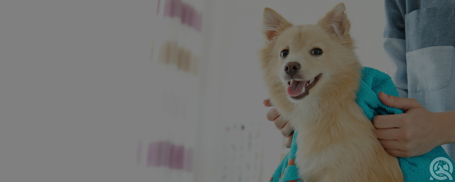 4 Industry-Favorite Apps for Your Dog Grooming Business