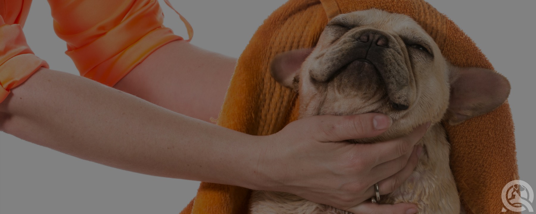 What Dog Owners Look for in a Professional Groomer
