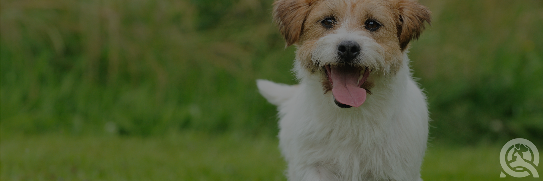 6 Travel Accessories to Take Your Pup Everywhere