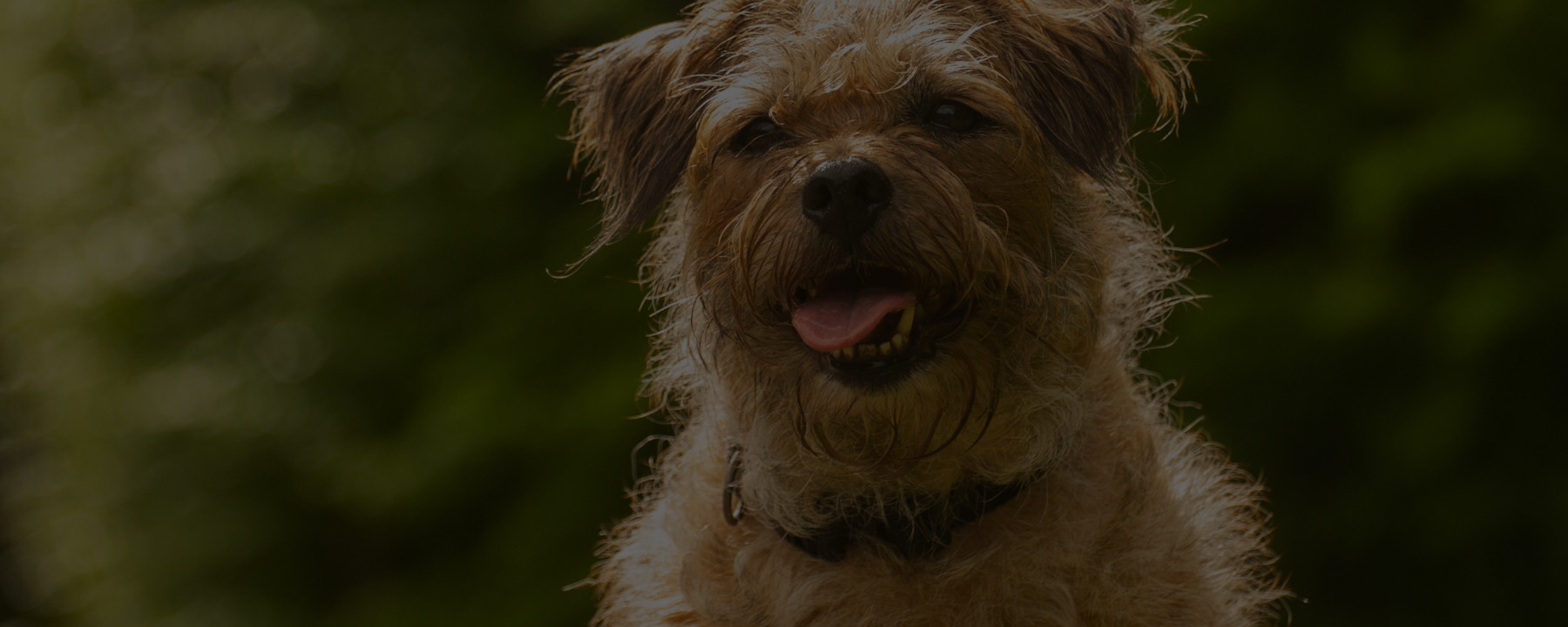 Grooming the Border Terrier: Course Sample