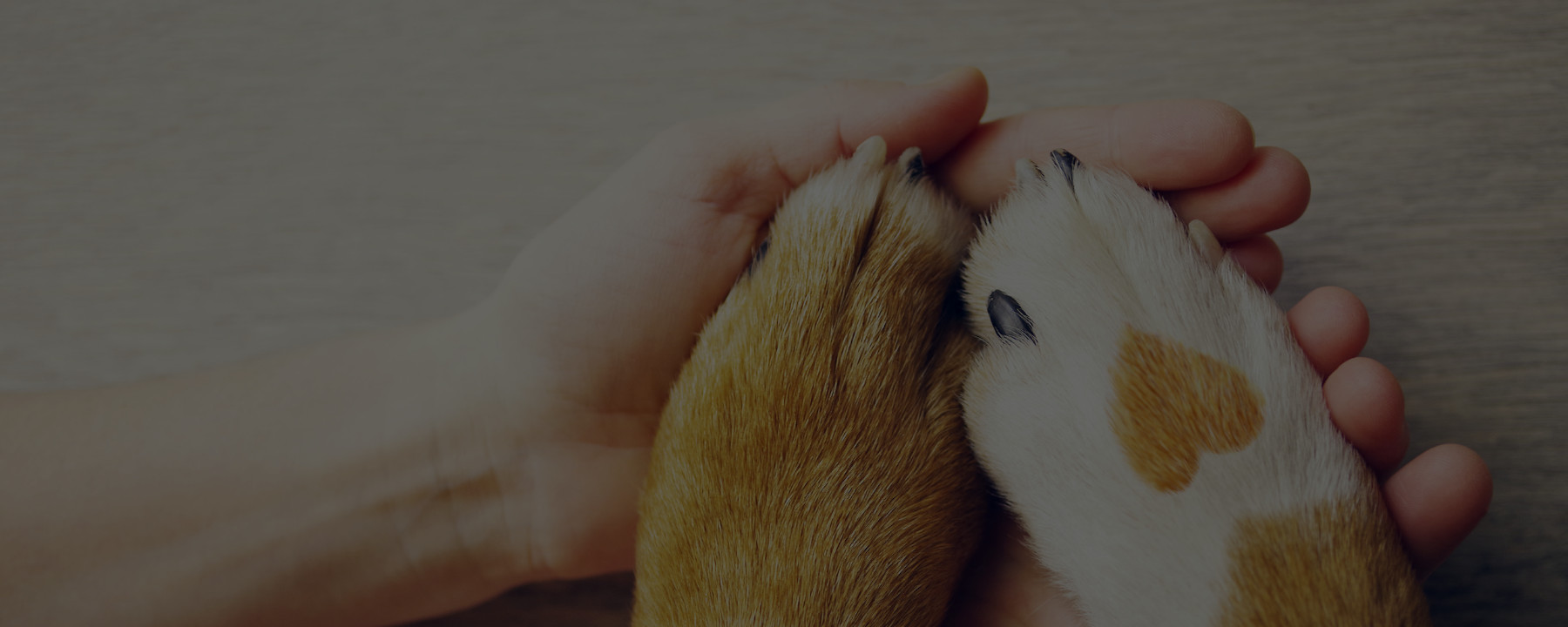 Insurance for Dog Groomers: What You Need to Know