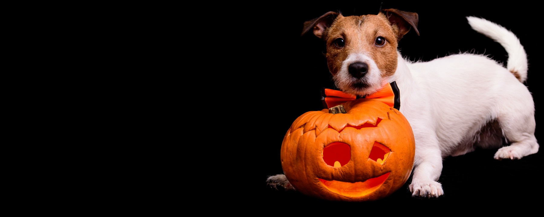 A Complete Guide to Halloween Safety for Pets