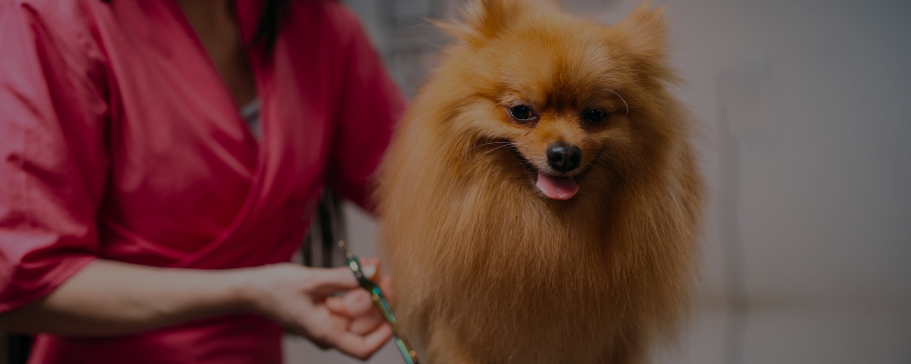Making the Most of Your Online Dog Grooming Course
