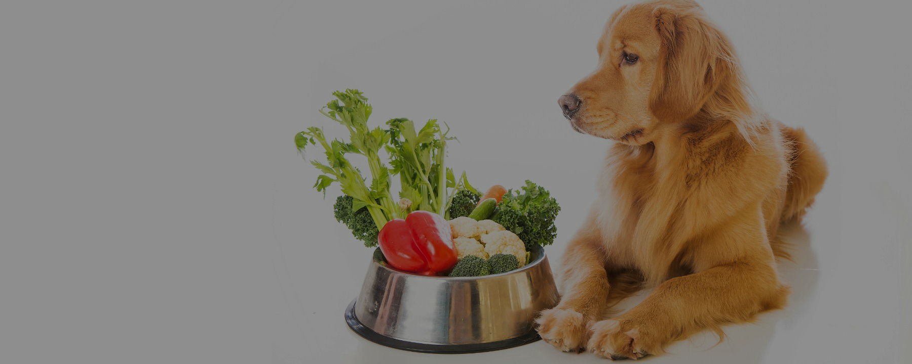 Pros & Cons: Feeding Your Pet a Vegetarian Diet