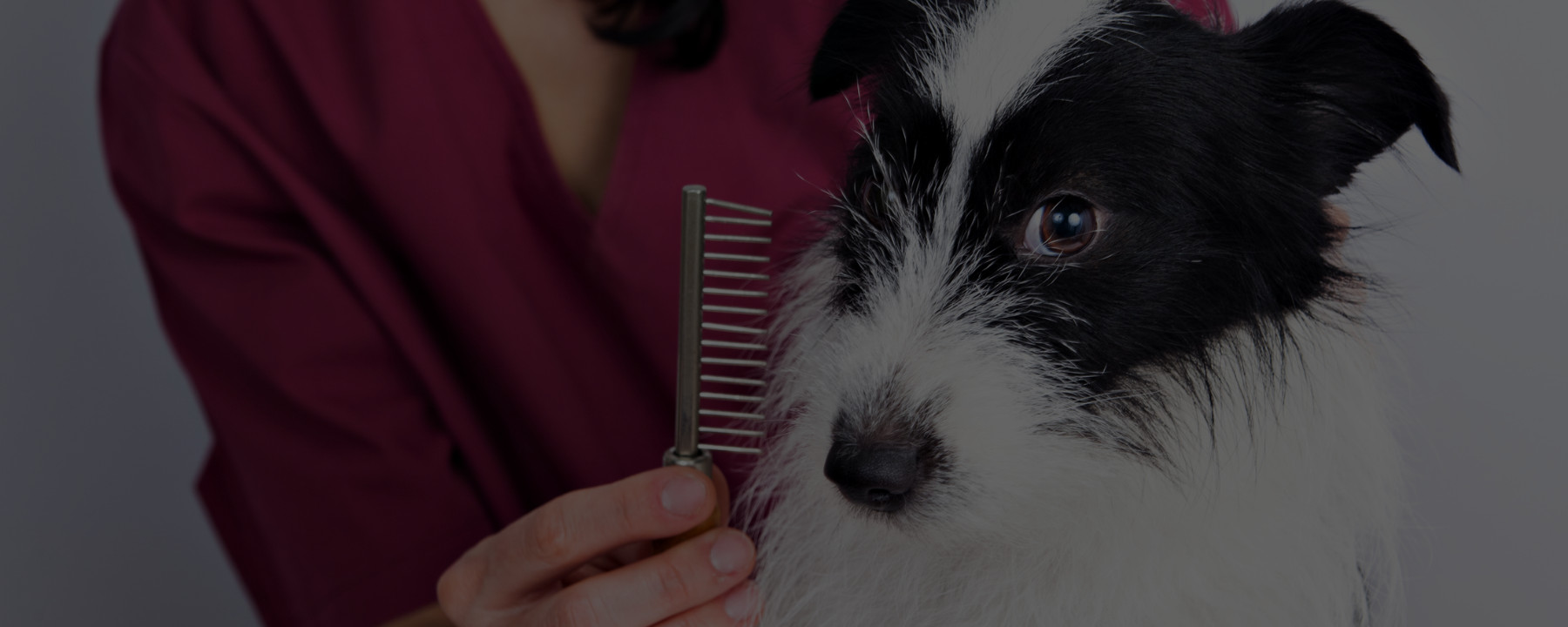 Career Outlook for a Professional Dog Groomer