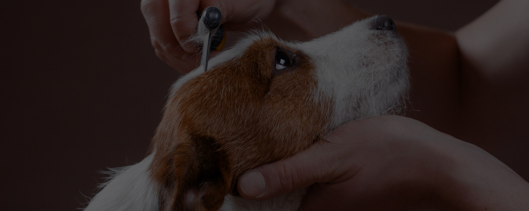 How Long Does It Take to Start a Career in Pet Grooming?