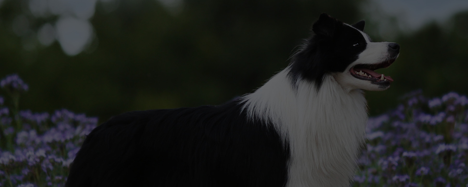 5 Benefits of Learning to Groom Your Own Dog