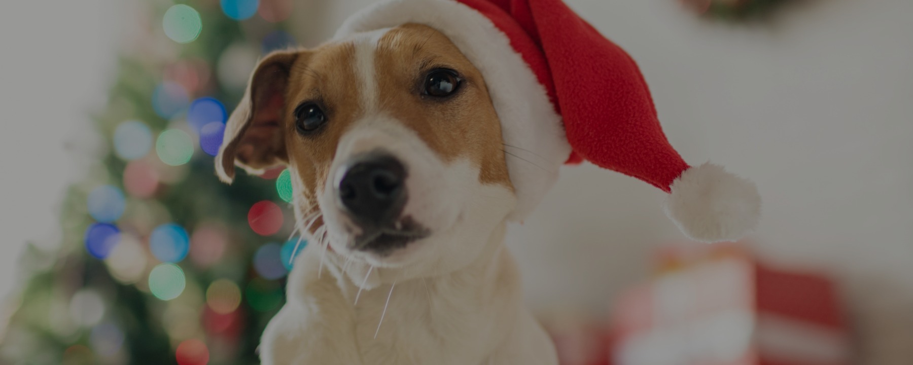 Holiday Gift Guide for Dog Lovers