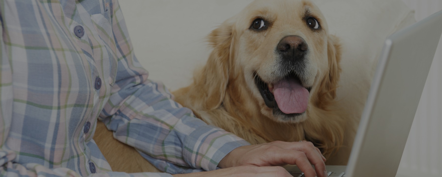 6 Perks of Taking a Dog Grooming Course Online