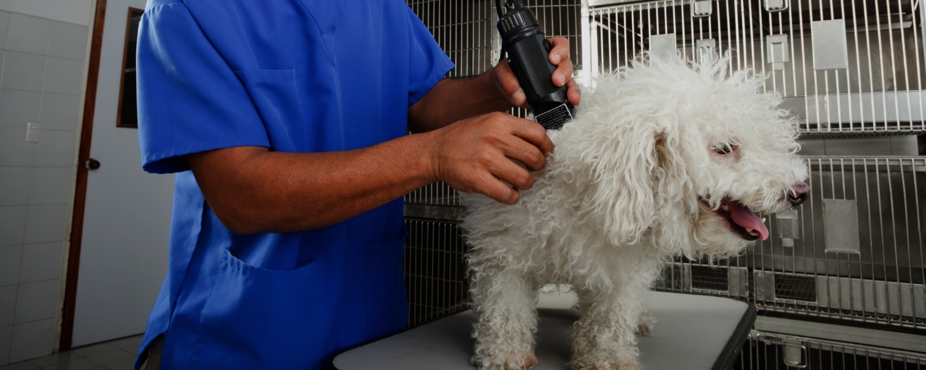 What Should You Look For In a Dog Grooming Course?