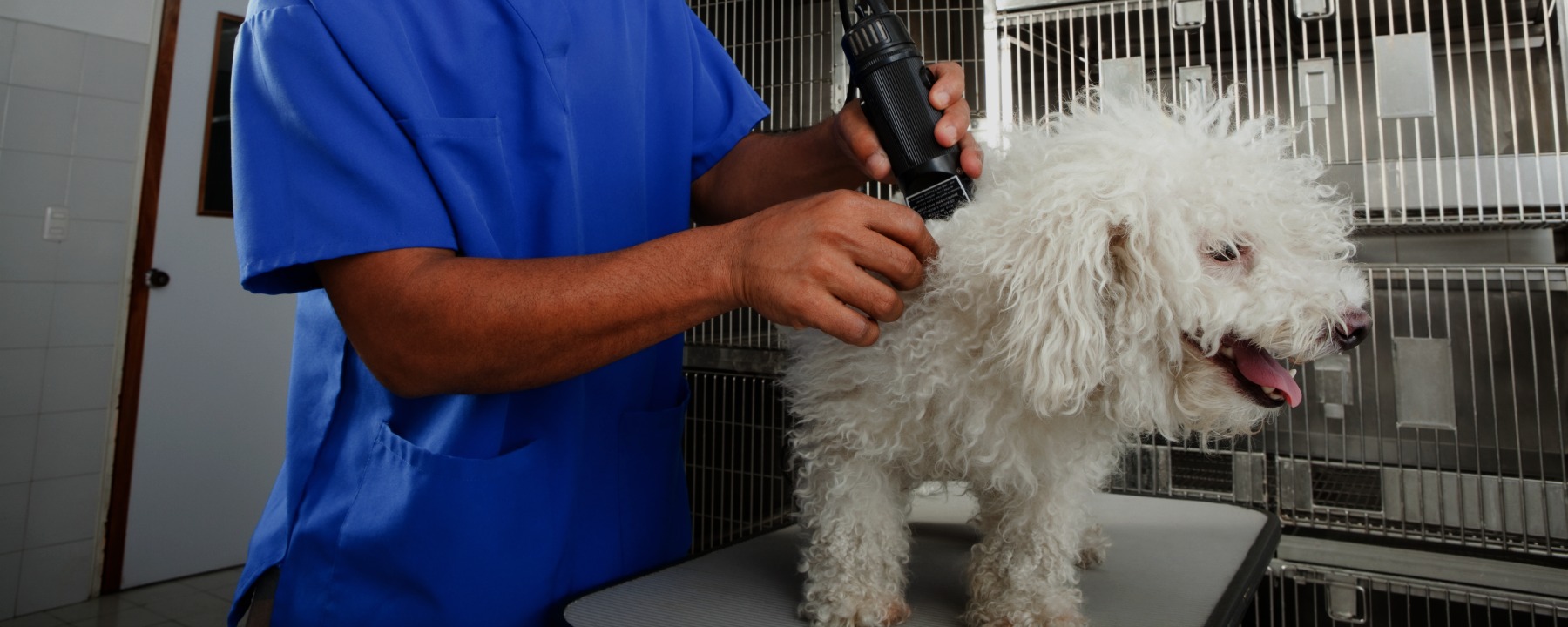What Should You Look For In a Dog Grooming Course?