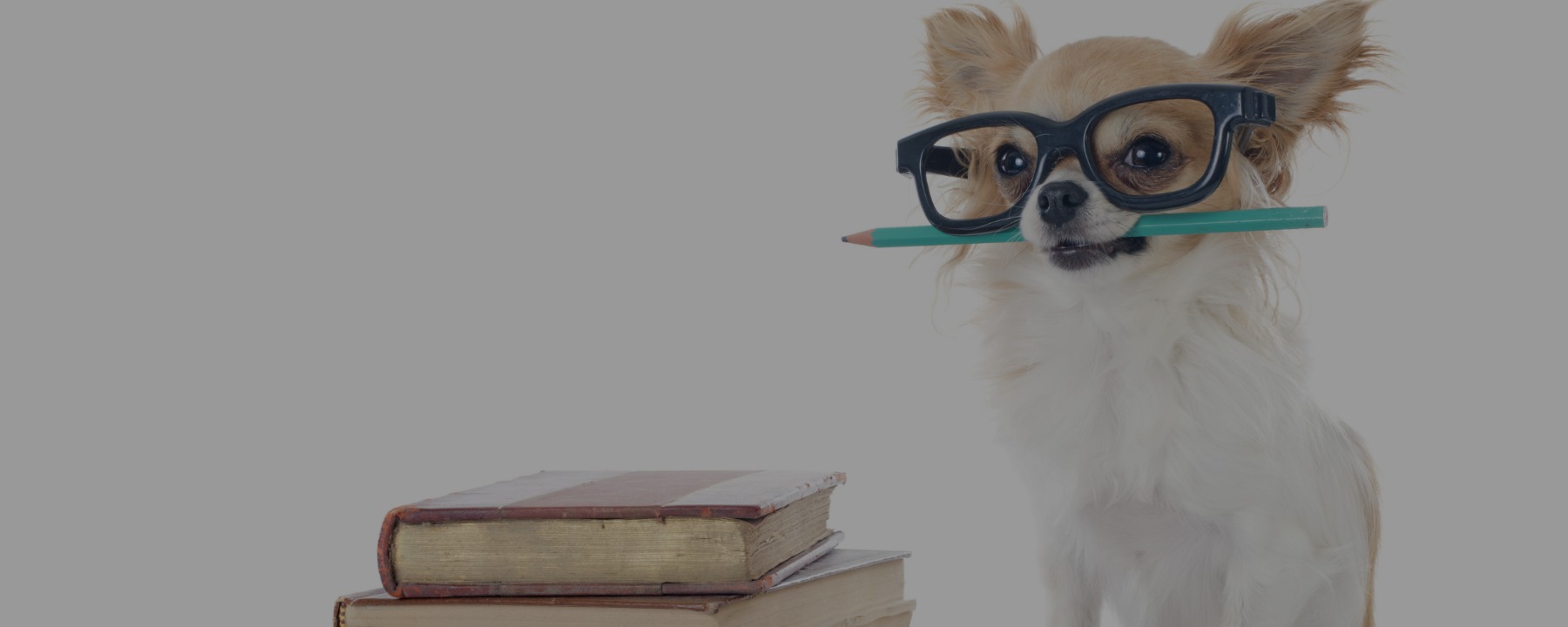 How to Find the Best Dog Grooming Courses Online