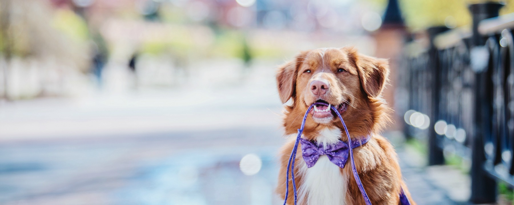 How to Be a Dog Groomer in Vancouver