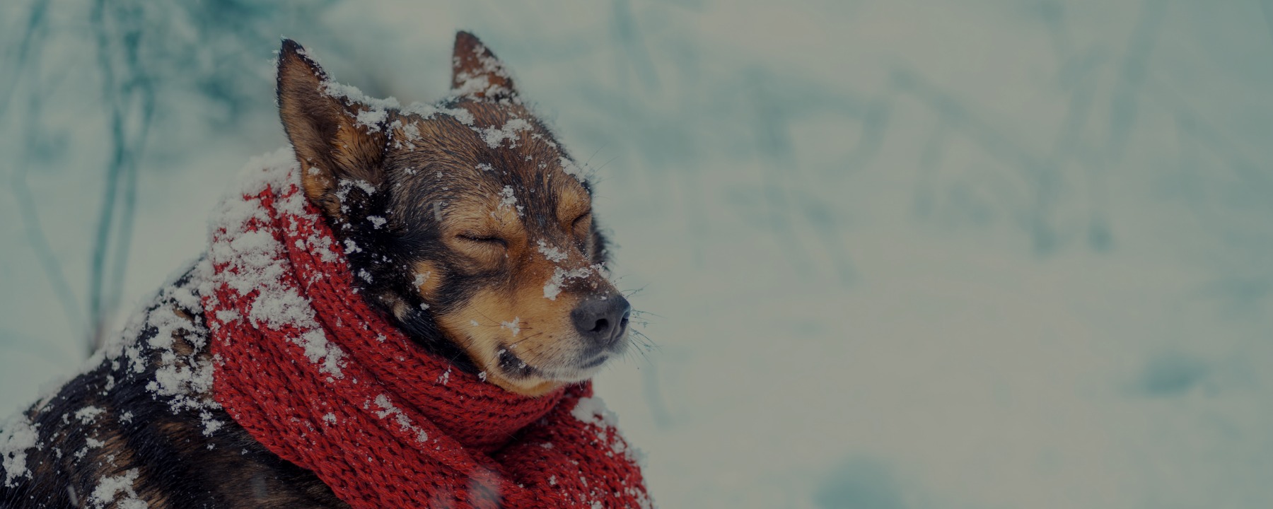 7 Ways to Keep Your Pet Warm This Winter