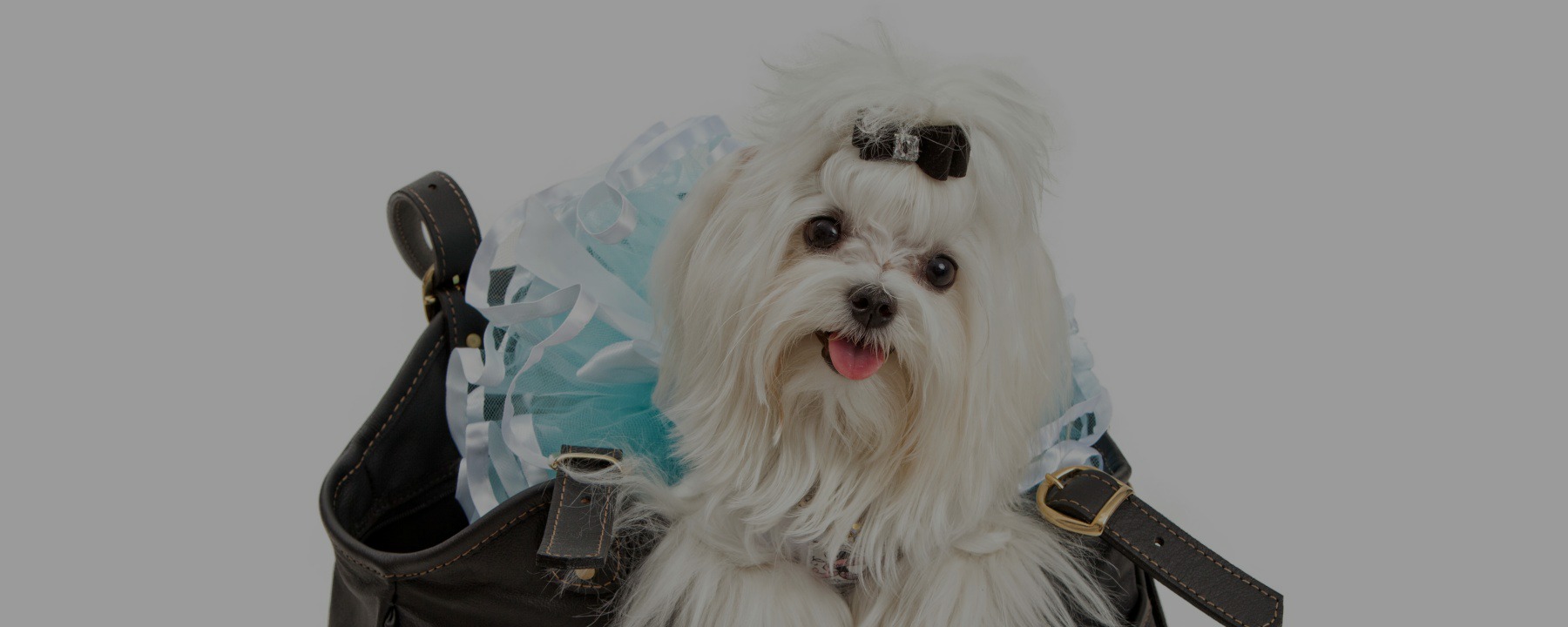 QUIZ: Do You Have What it Takes to Be a Dog Groomer?