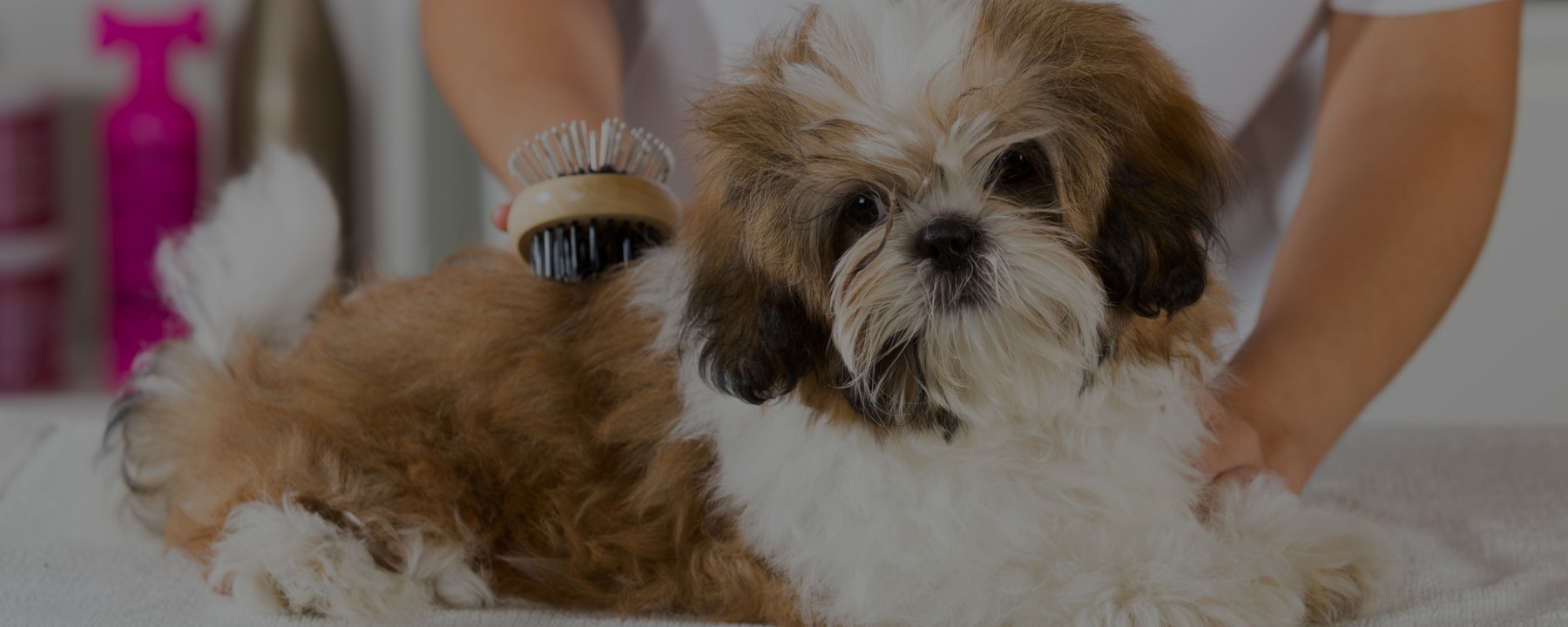 6 Dog Grooming Career Benefits You Might Not Know About