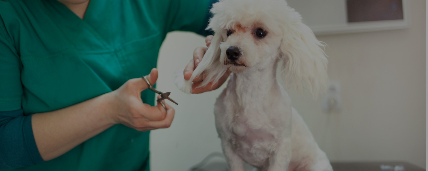 So You’ve Decided to Get Your Dog Grooming Certification Online. Now What?