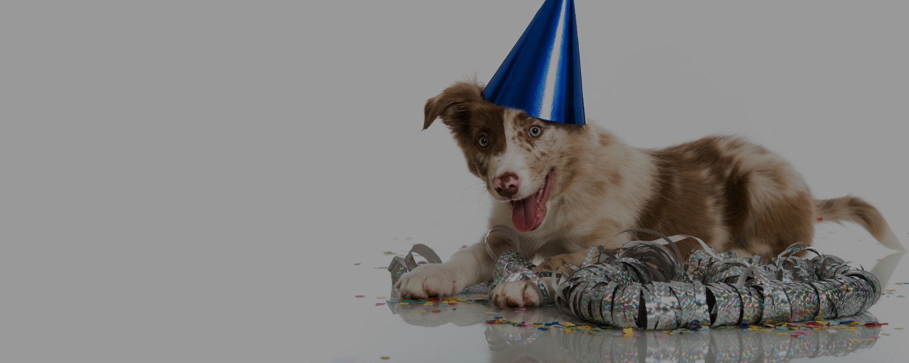New Year’s Resolutions for Professional Dog Groomers