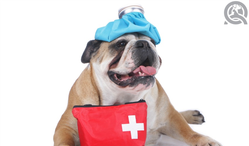 first aid for groomers