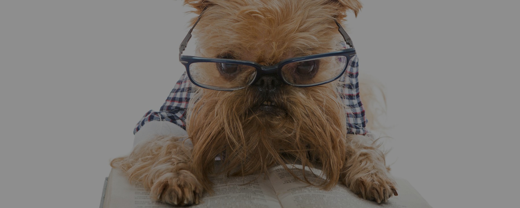 QUIZ: Is an Online Dog Grooming School Right for You?