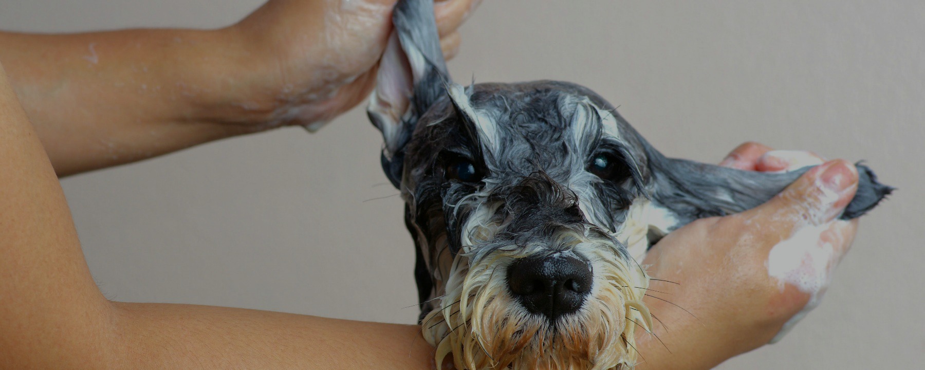 How You’re Tested at an Online Dog Grooming School