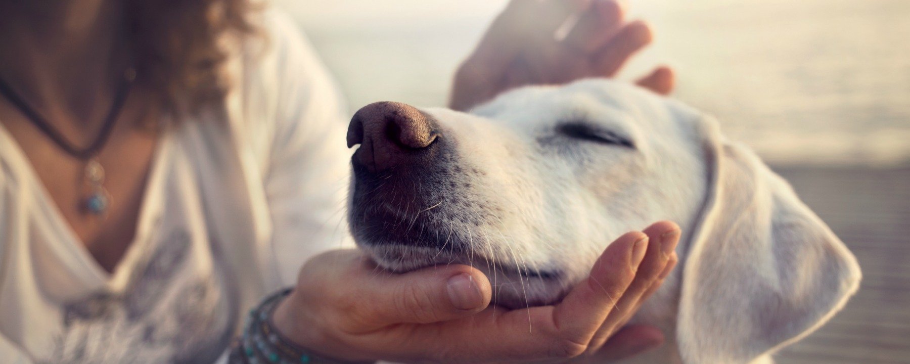 The Difference in Pet Groomer Salaries: Freelance Vs. Employed