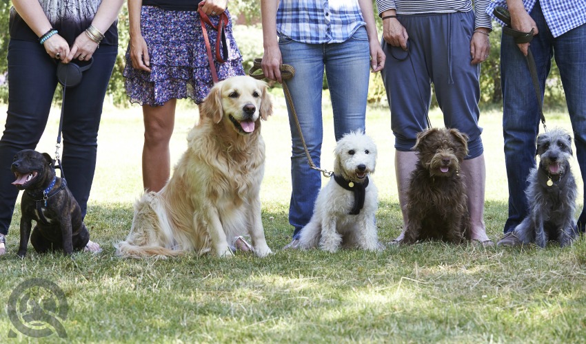 find dogs for your online assignments