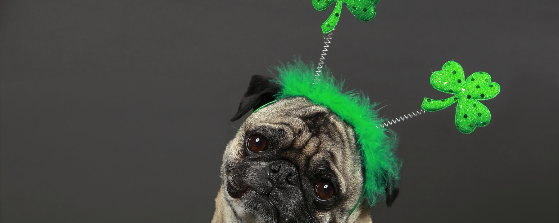 St. Patrick’s Day Treats For Your Furry Friend
