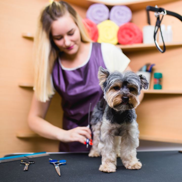 Dog groomer salary Feature Image