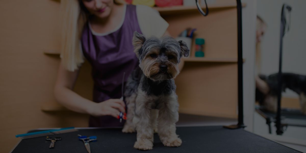 Can I Live Off a Dog Groomer Salary?