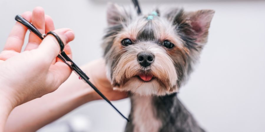 Dog groomer salary in-post image 2