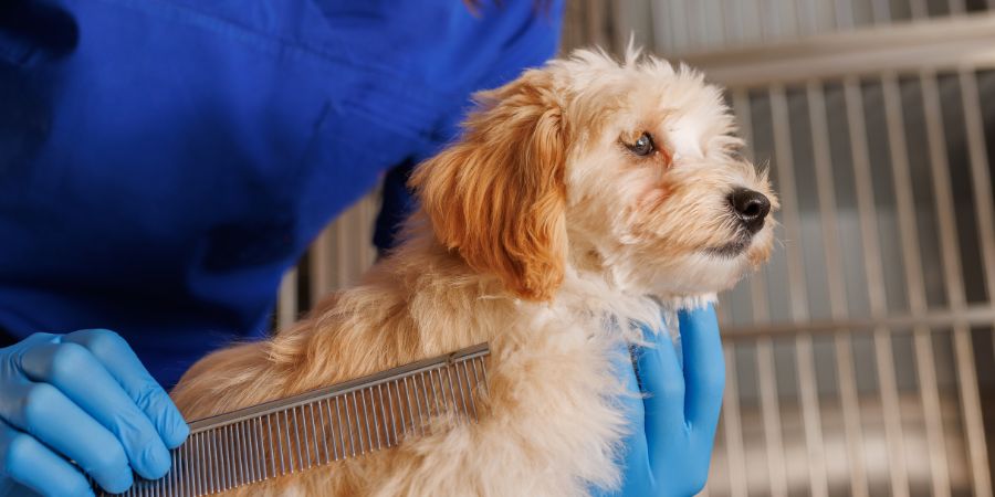 Dog groomer salary in-post image 3