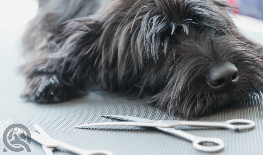 dog laying on grooming table
