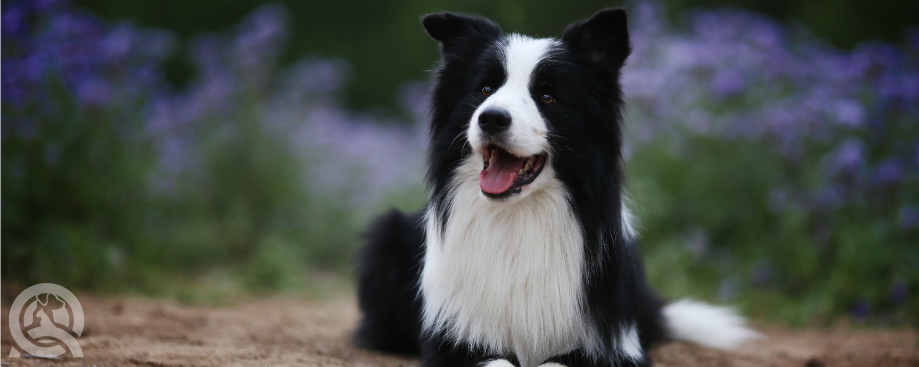 Dog Grooming vs. Animal Grooming Course