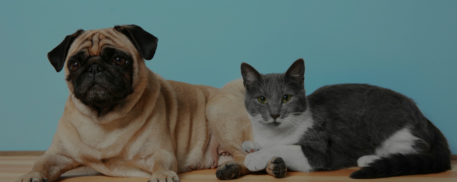 Food Allergies in Dogs and Cats