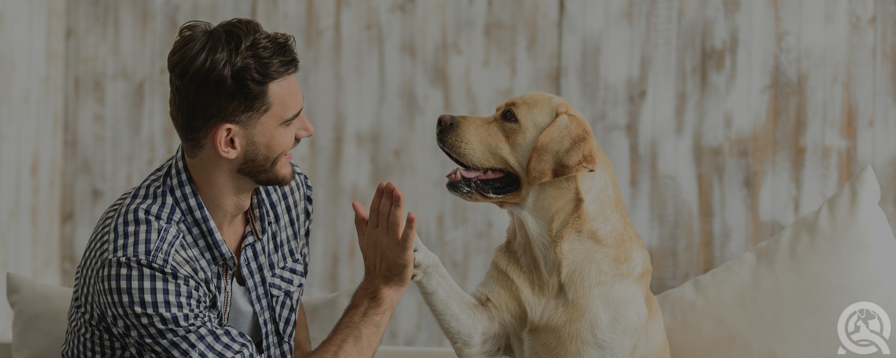 Perfecting Your Dog Grooming Resume