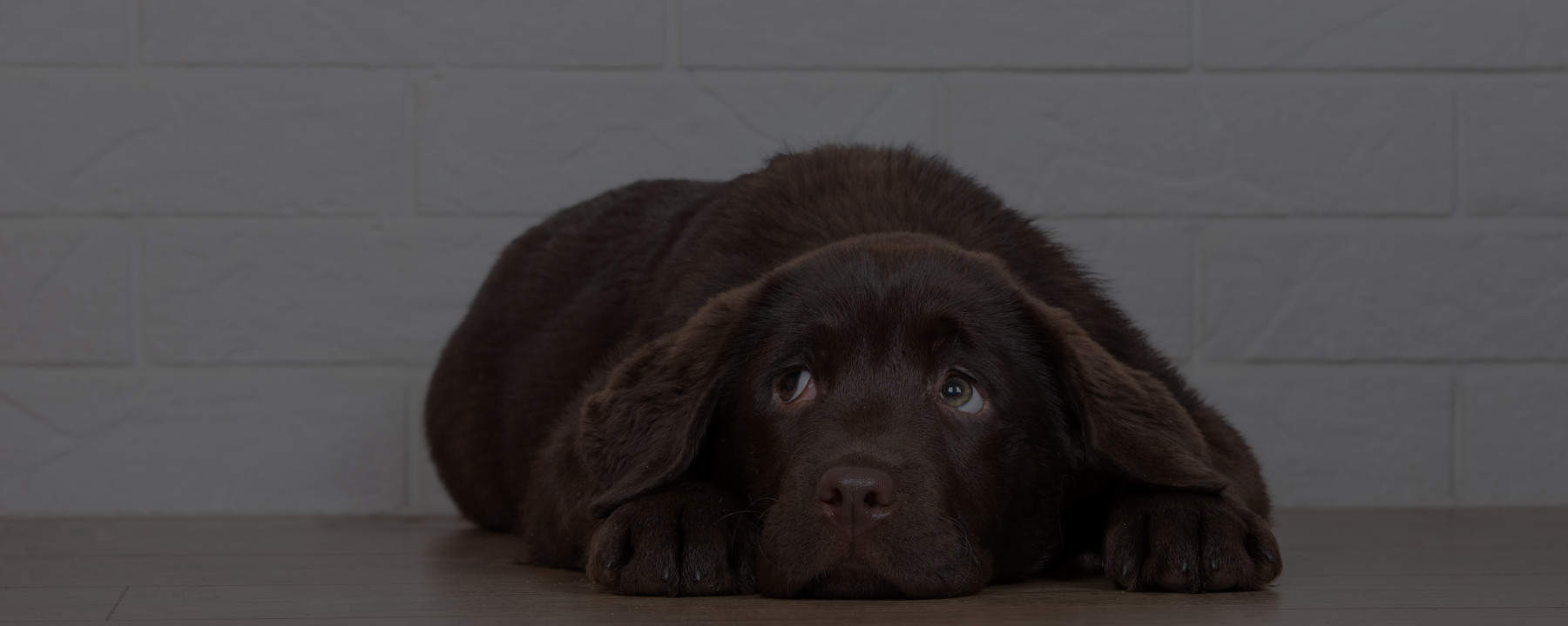 8 Reasons Why You SHOULDN’T Become a Dog Groomer