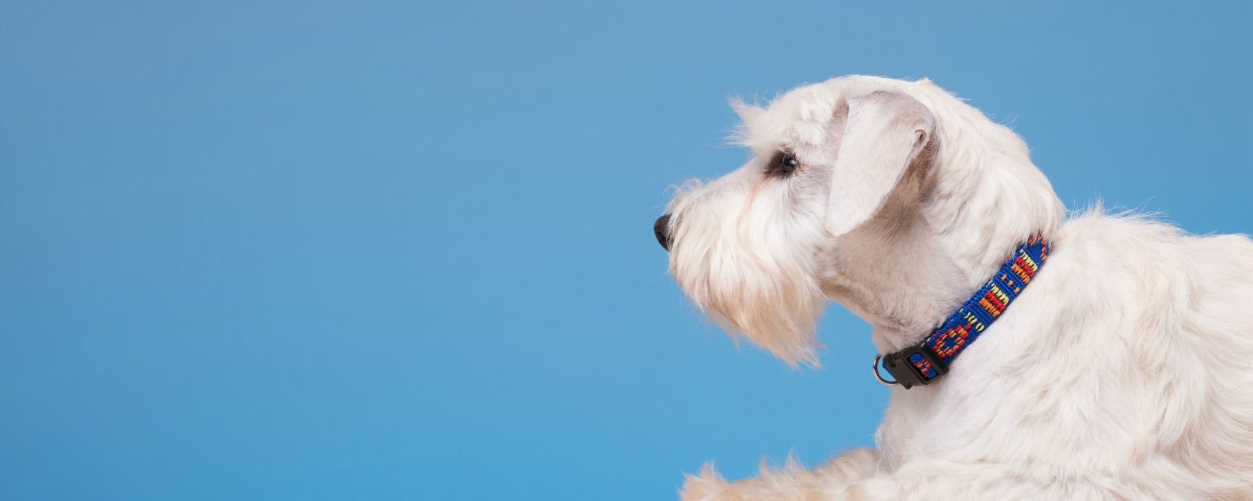 How to Raise Your Dog Grooming Service Prices