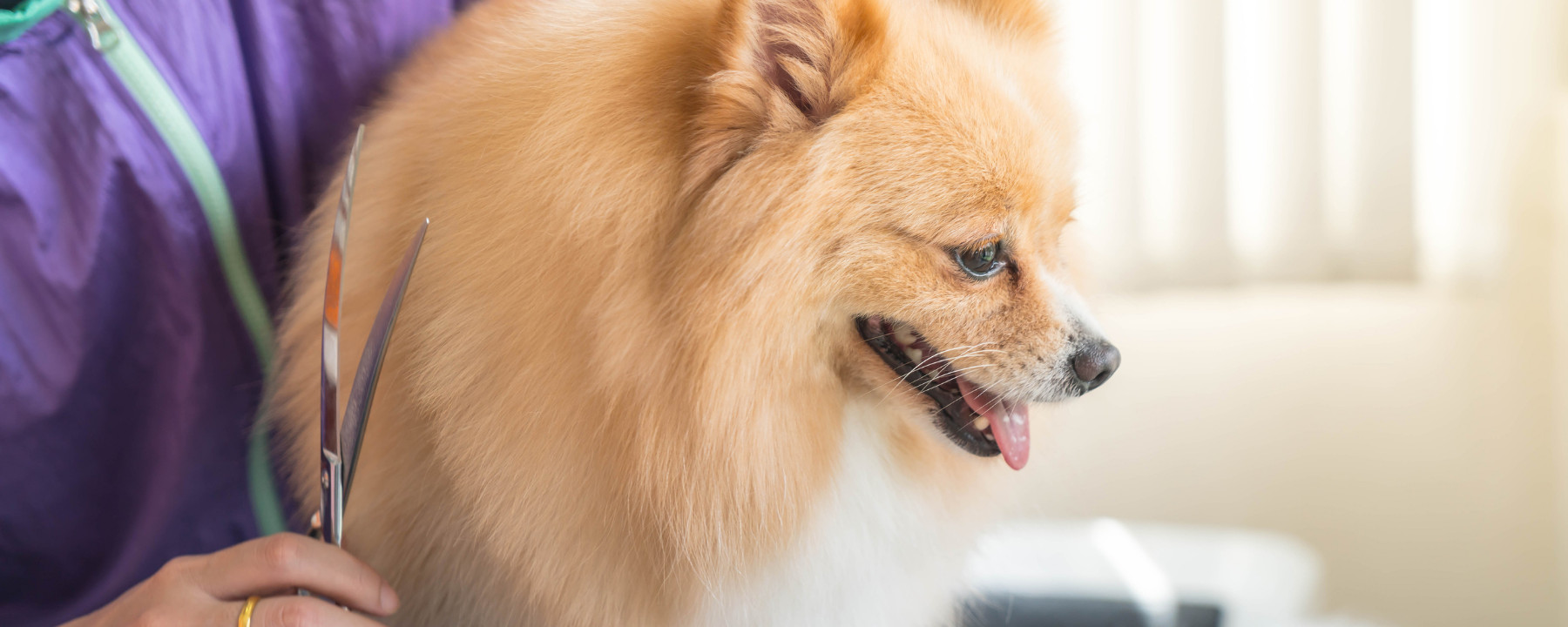 Taking Your Dog Grooming Business to the Next Level: Hiring Employees or Assistants