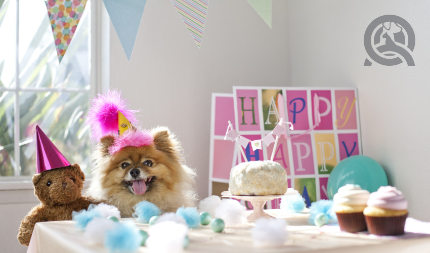 9 Pet-Related Industries to Consider After Dog Grooming School