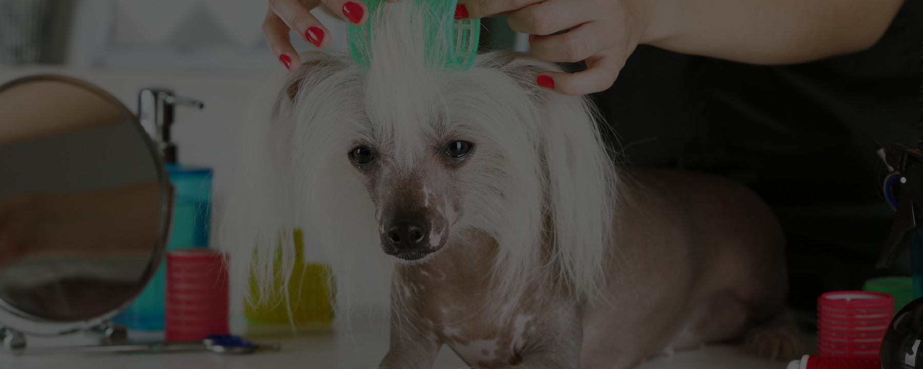 Your Dog Grooming Business: Salon vs. Home Grooming