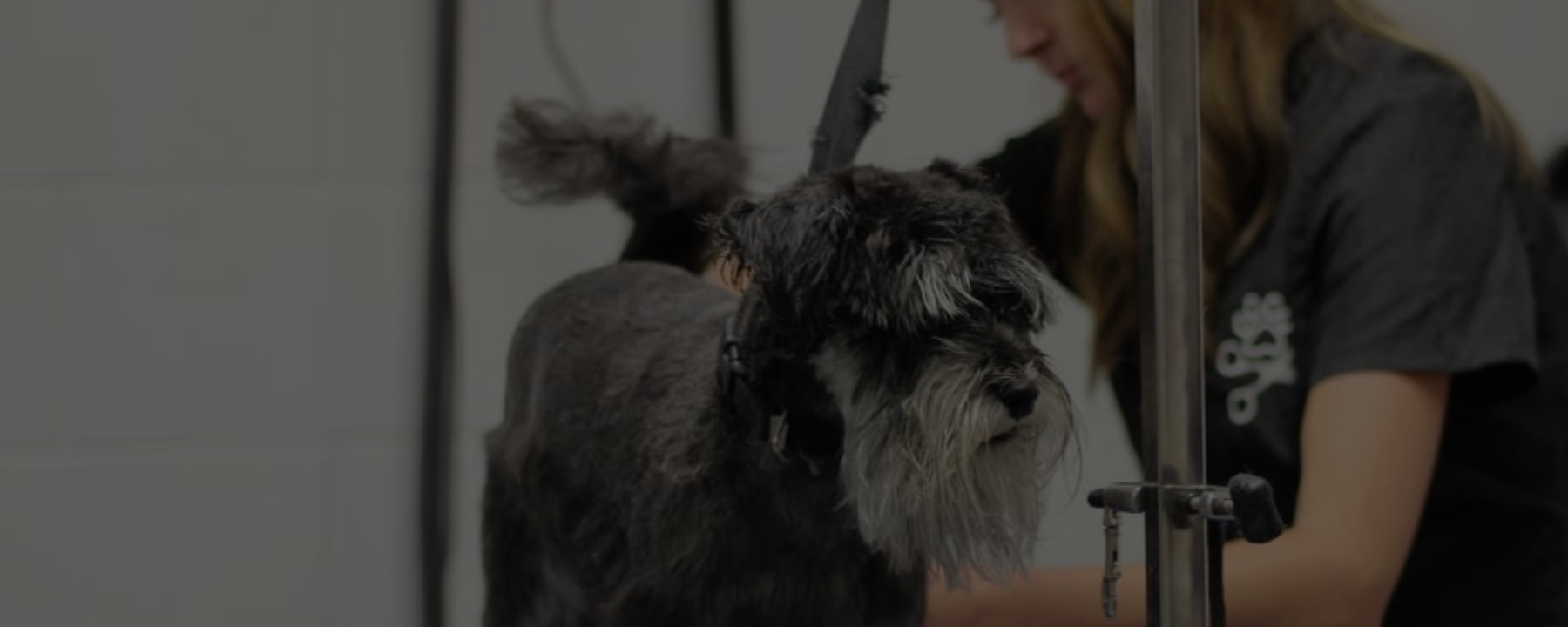 I Graduated from Dog Grooming School – Now What?