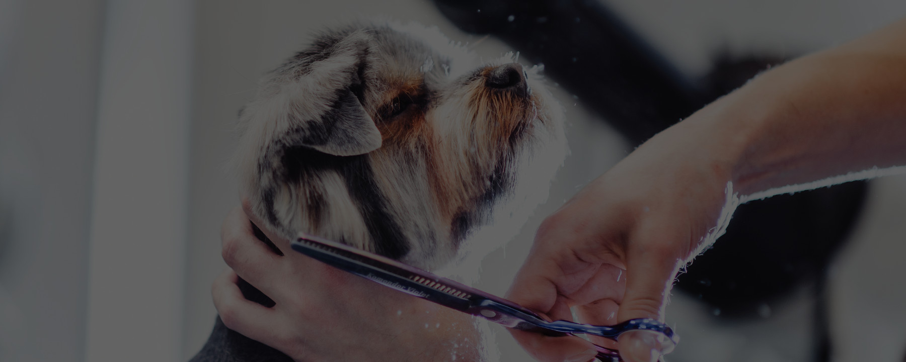Ask these 4 Questions before Enrolling in an Online Dog Grooming School