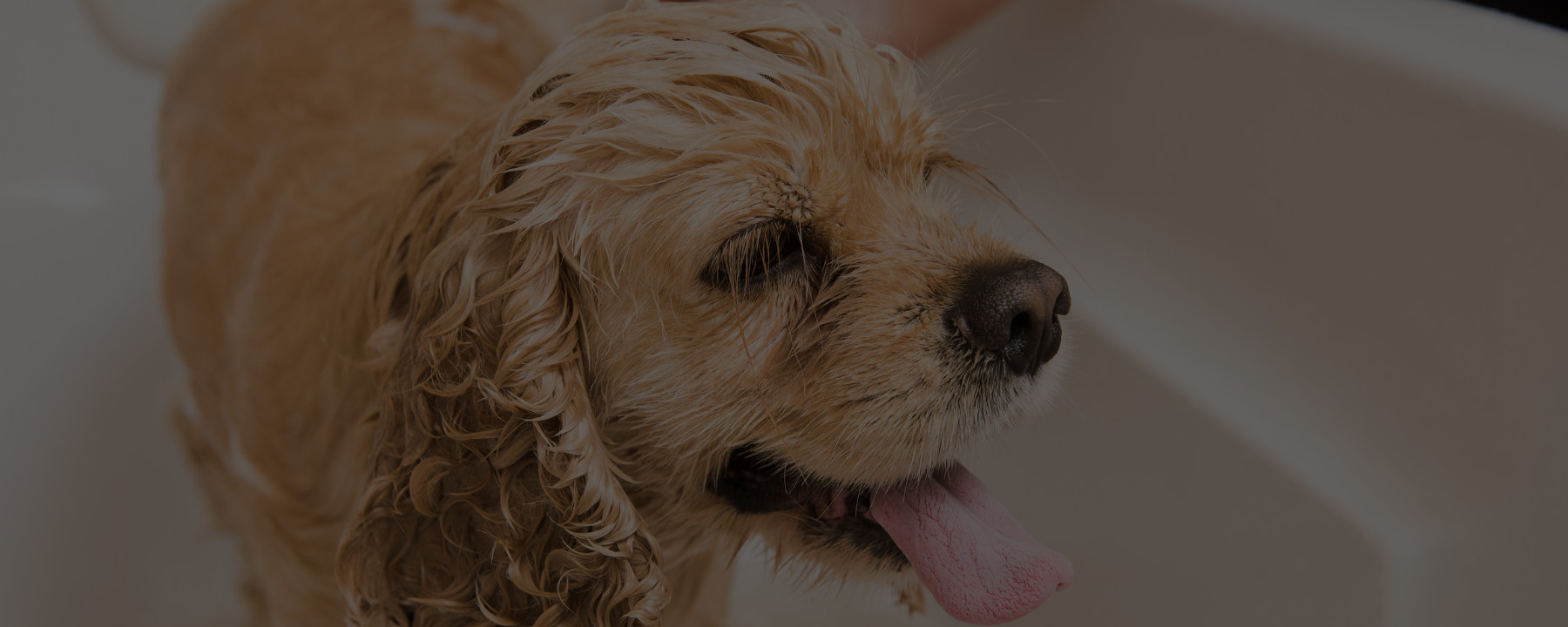4 Grooming Mistakes I See Dog Owners Make All the Time