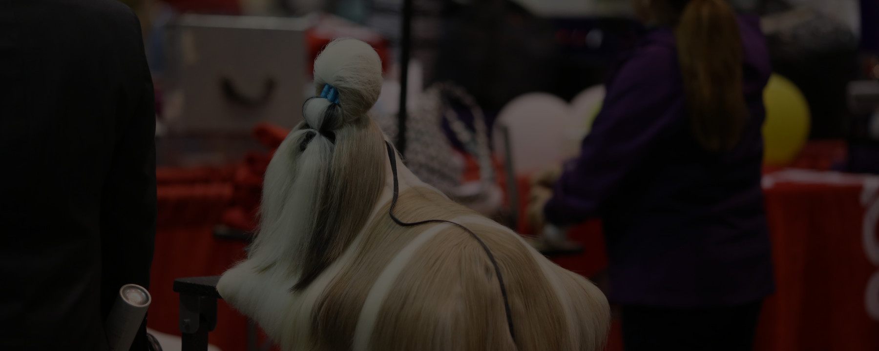 The Pet Grooming Shows & Conventions You Need to Attend This Year