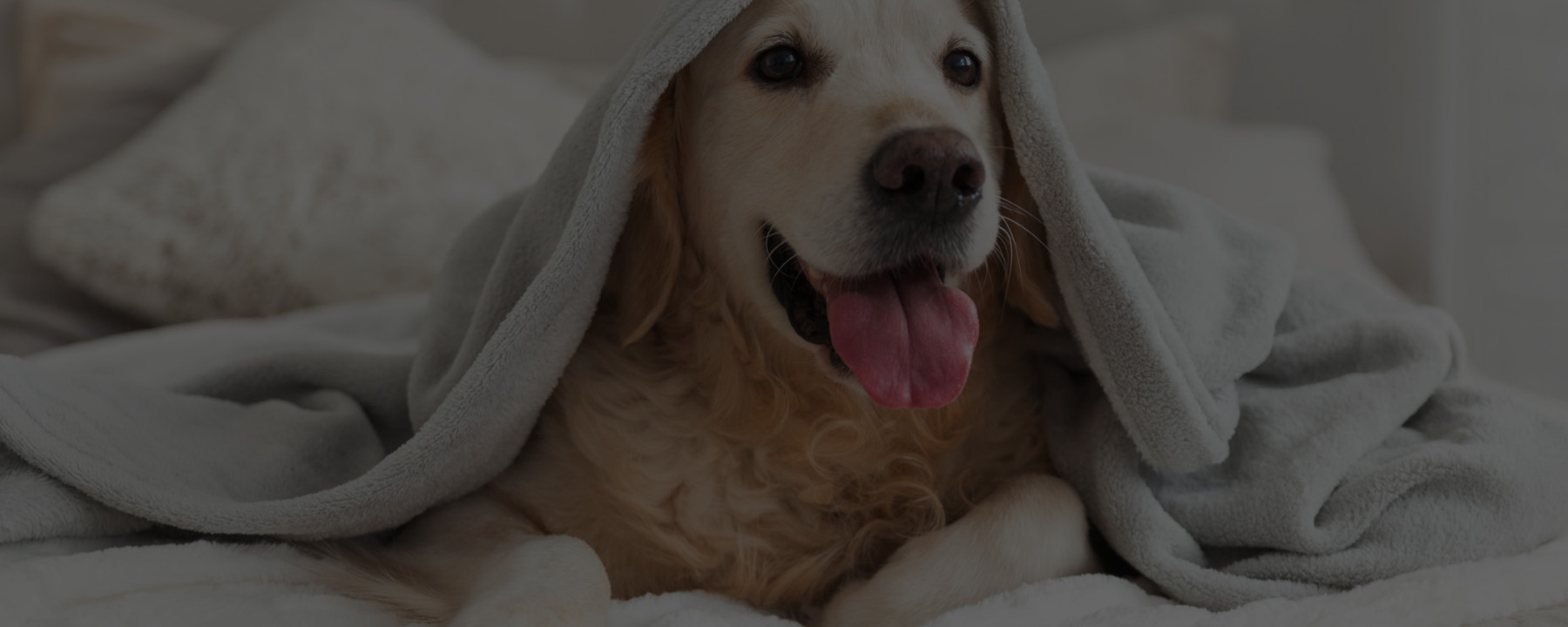 Banish Stinky Pet Odors with These 5 Tricks