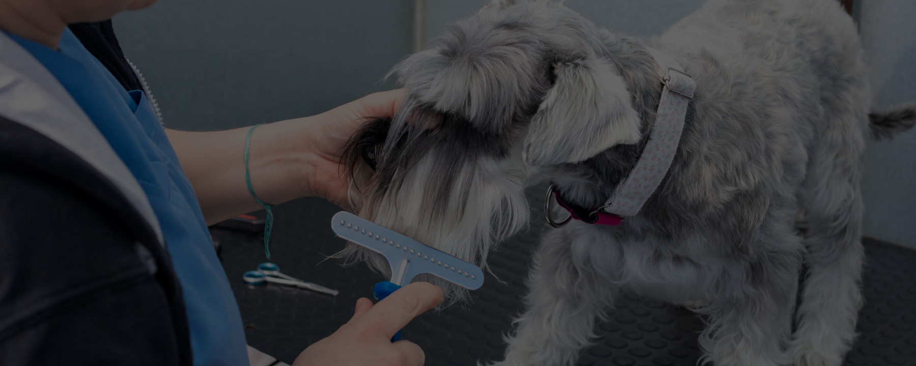 6 Mistakes ALL Newbie Dog Groomers Make Their First Year